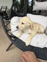 Cooper, a male Golden Retriever for sale in Sacramento, CA – 5 of 7
