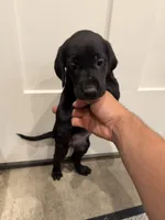 Hunter , a male Labrador Retriever for sale in Sacramento, CA – 2 of 3