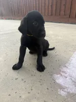 Hunter , a male Labrador Retriever for sale in Sacramento, CA – 4 of 4