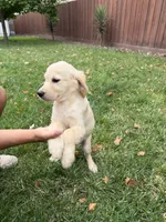 Bailey , a female Golden Retriever for sale in Sacramento, CA – 2 of 4