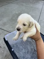 Cooper, a male Golden Retriever for sale in Sacramento, CA – 2 of 3