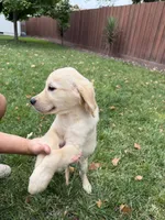 Cooper , a male Golden Retriever for sale in Sacramento, CA – 2 of 4