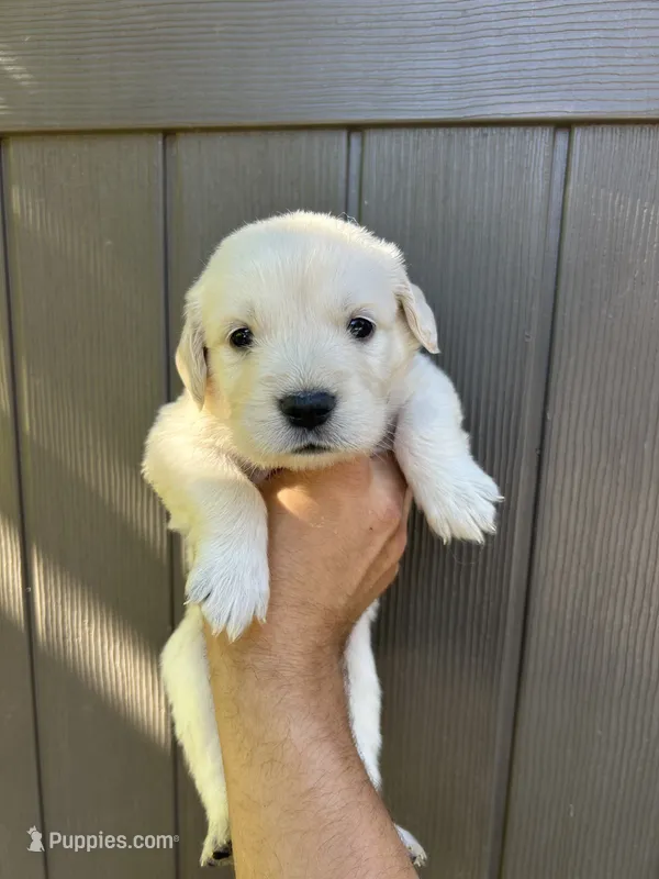 Cooper – Golden Retriever puppy for sale in Sacramento, CA