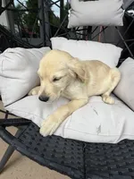 Cooper, a male Golden Retriever for sale in Sacramento, CA – 4 of 7