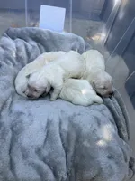 Cooper, a male Golden Retriever for sale in Sacramento, CA – 1 of 3