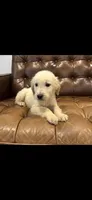 Bailey , a female Golden Retriever for sale in Sacramento, CA – 2 of 2