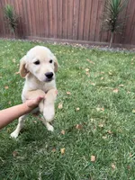 Cooper , a male Golden Retriever for sale in Sacramento, CA – 3 of 4
