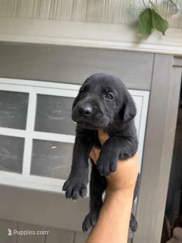 Hunter – Labrador Retriever puppy for sale in Sacramento, CA