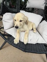 Cooper , a male Golden Retriever for sale in Sacramento, CA – 3 of 4