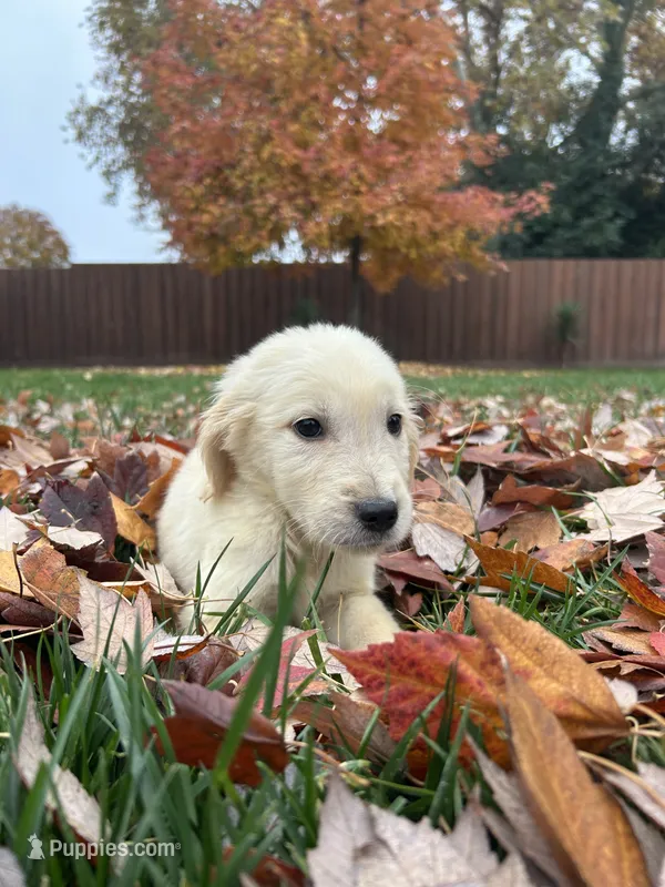 Bailey – Golden Retriever puppy for sale in Sacramento, CA