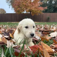 Bailey, a female Golden Retriever for sale in Sacramento, CA – 1 of 3