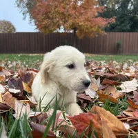 Bailey, a female Golden Retriever for sale in Sacramento, CA – 3 of 3