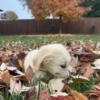 Bailey, a female Golden Retriever for sale in Sacramento, CA – 2 of 3