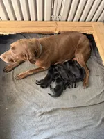 Hunter, a male Labrador Retriever for sale in Sacramento, CA – 2 of 3