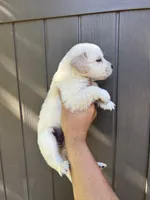 Cooper, a male Golden Retriever for sale in Sacramento, CA – 3 of 3