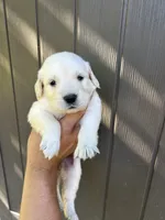 Bailey, a female Golden Retriever for sale in Sacramento, CA – 3 of 3
