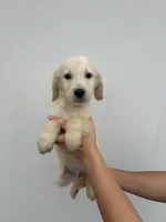 Bailey , a female Golden Retriever for sale in Sacramento, CA – 3 of 4