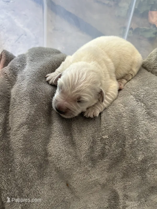 Bailey  – Golden Retriever puppy for sale in Sacramento, CA