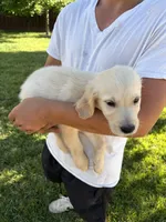 Cooper, a male Golden Retriever for sale in Sacramento, CA – 4 of 5