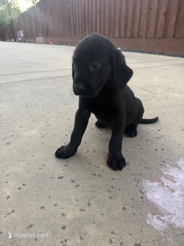 Hunter  – Labrador Retriever puppy for sale in Sacramento, CA