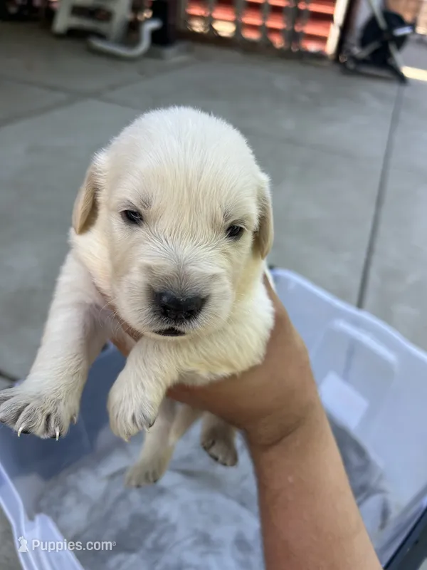 Cooper – Golden Retriever puppy for sale in Sacramento, CA