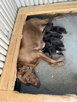 Hunter, a male Labrador Retriever for sale in Sacramento, CA – 3 of 3