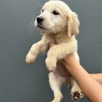 Bailey, a female Golden Retriever for sale in Sacramento, CA – 2 of 2
