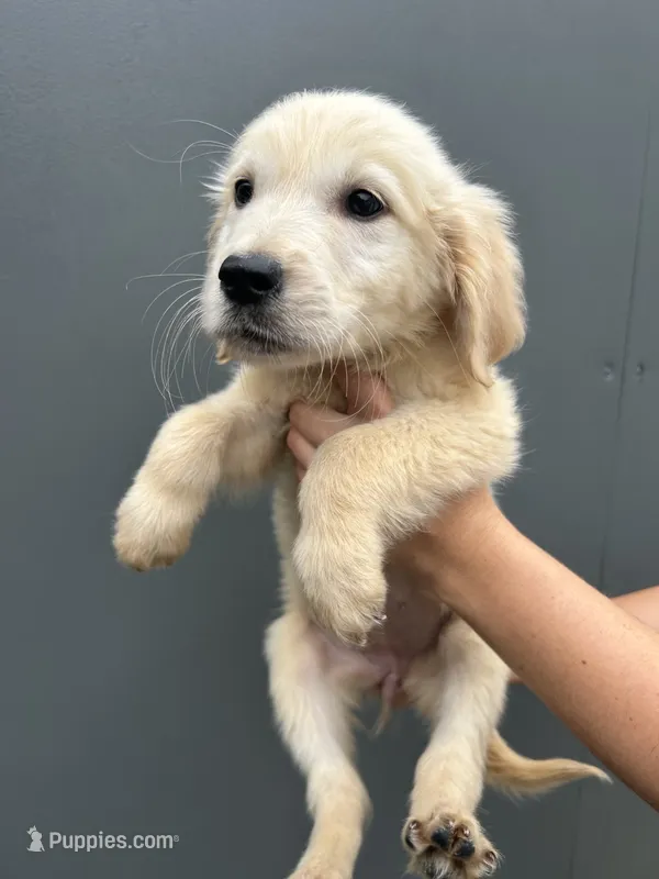 Bailey – Golden Retriever puppy for sale in Sacramento, CA