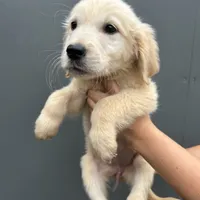 Bailey, a female Golden Retriever for sale in Sacramento, CA – 1 of 2