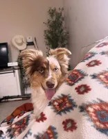 Stetson , a male Toy Australian Shepherd for sale in Elkhart, IN – 3 of 3