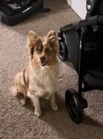 Stetson , a male Toy Australian Shepherd for sale in Elkhart, IN – 2 of 3