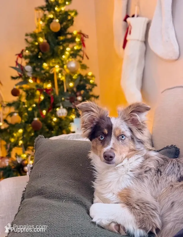 Stetson  – Toy Australian Shepherd puppy for sale in Elkhart, IN