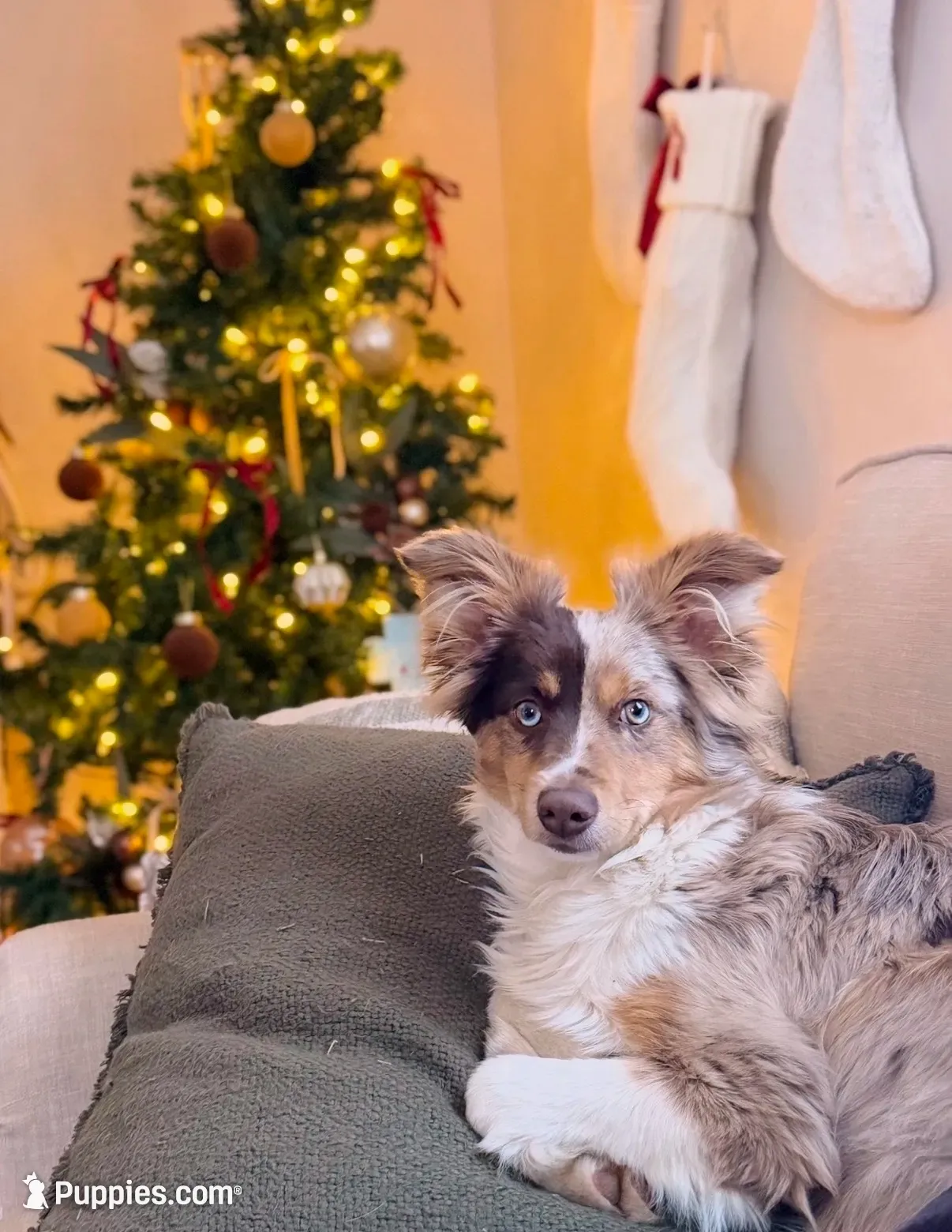 Stetson , a male Toy Australian Shepherd for sale in Elkhart, IN – 1 of 3