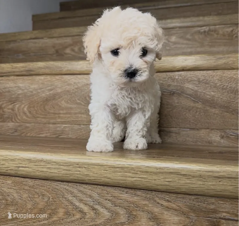 Baby – Poodle - Toy  puppy for sale in Los Angeles, CA