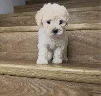 Baby, a male Poodle - Toy  for sale in Los Angeles, CA – 1 of 1
