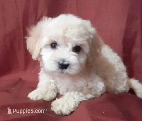 Neon – Maltipoo, Poodle - Toy  puppy for sale in Los Angeles, CA