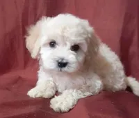 Neon, a male Maltipoo and Poodle - Toy  for sale in Los Angeles, CA – 1 of 1