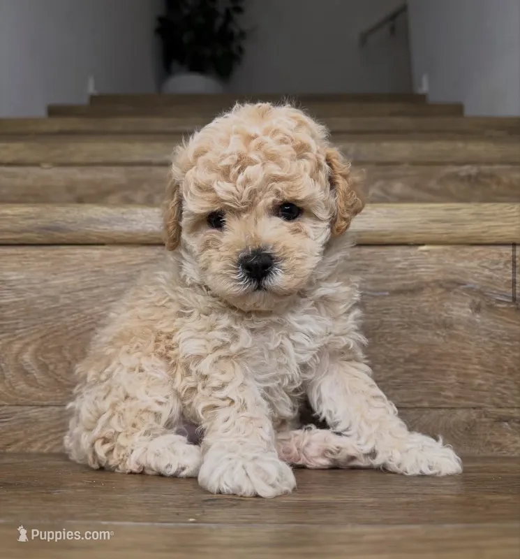 Ted – Poodle - Toy  puppy for sale in Los Angeles, CA