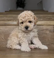 Ted, a male Poodle - Toy  for sale in Los Angeles, CA – 1 of 1