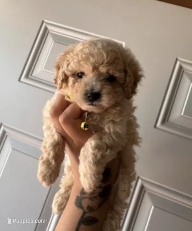Princess  – Poodle - Toy  puppy for sale in Los Angeles, CA