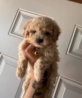 Princess , a female Poodle - Toy  for sale in Los Angeles, CA – 1 of 1