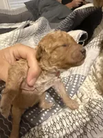 Chloe, a female Miniature Goldendoodle for sale in Eden, NC – 7 of 10