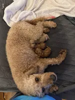 Cinnamon, a female Miniature Goldendoodle for sale in Eden, NC – 10 of 10