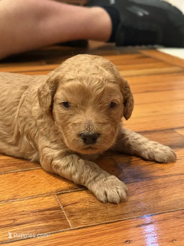 Cinnamon – Miniature Goldendoodle puppy for sale in Eden, NC