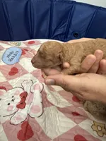 Cinnamon, a female Miniature Goldendoodle for sale in Eden, NC – 8 of 10
