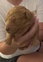 Cinnamon, a female Miniature Goldendoodle for sale in Eden, NC – 7 of 10