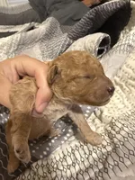 Chloe, a female Miniature Goldendoodle for sale in Eden, NC – 4 of 10