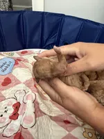 Cinnamon, a female Miniature Goldendoodle for sale in Eden, NC – 6 of 10