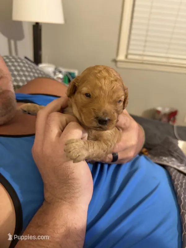 Cinnamon – Miniature Goldendoodle puppy for sale in Eden, NC
