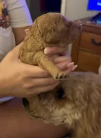 Cinnamon, a female Miniature Goldendoodle for sale in Eden, NC – 2 of 10